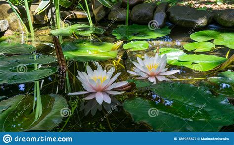  De Lotusvijver Met Zen-achtige Rust!