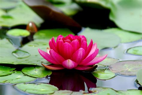  De Lotusbloem van het Leven! Een Verkenning van de Spirituele Schoonheid en Symbolische Diepgang